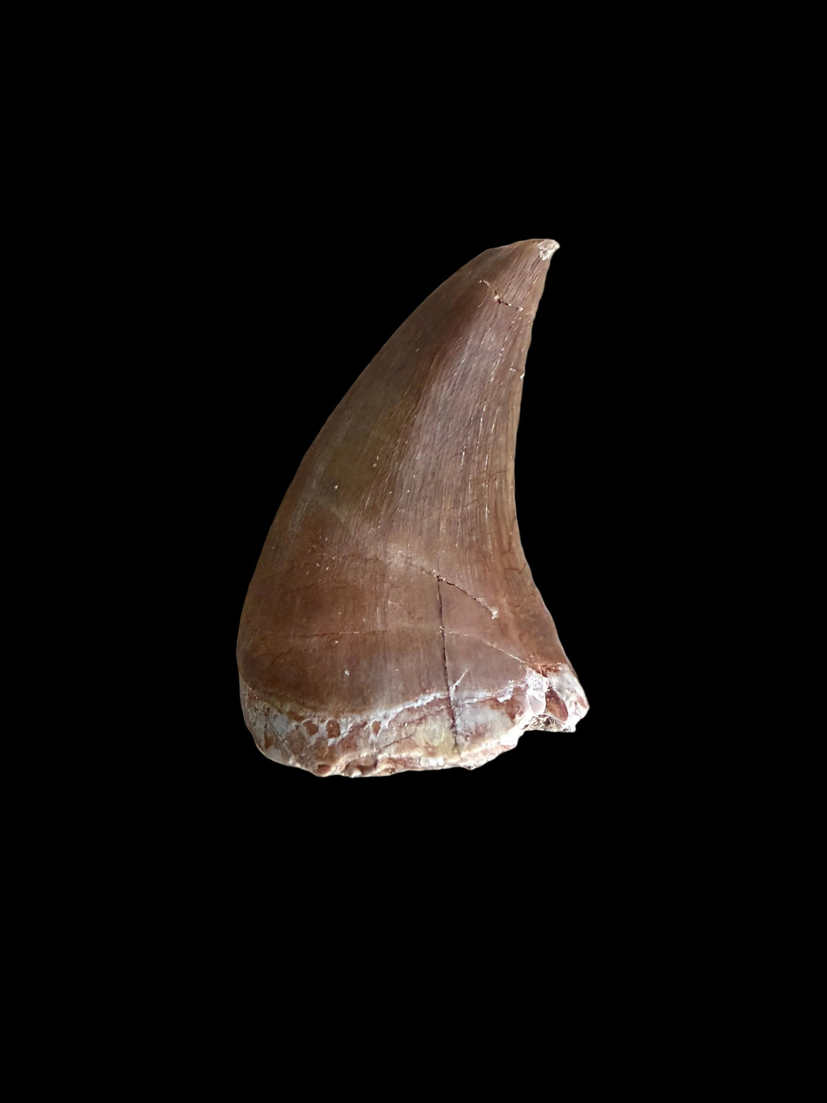 Mosasaurus tandfossiel uit het Laat-Krijt, Marokko | 1,13 inch