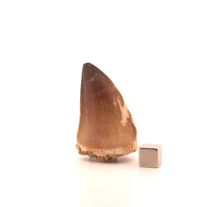 Mosasaur tooth fossil from Late Cretaceous, Morocco (2.04")