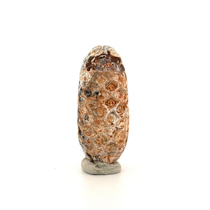 Fossiele Pijnappel, Equicalastrobus chinlea (1.97 inch) - Eoceen plantenfossiel uit Marokko