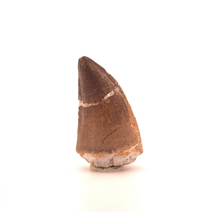 Mosasaur tooth fossil from Late Cretaceous, Morocco (2.42")