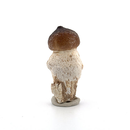 Globidens phosphaticus tooth with natural root from Cretaceous, Morocco (2.09")