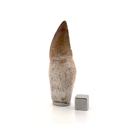 Rooted Mosasaur tooth from Late Cretaceous, Morocco (2.65")