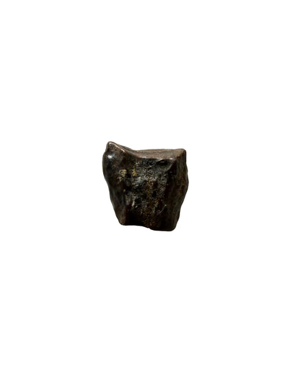Edmontosaurus Tooth Fragment from Hell Creek Formation | 0.27"