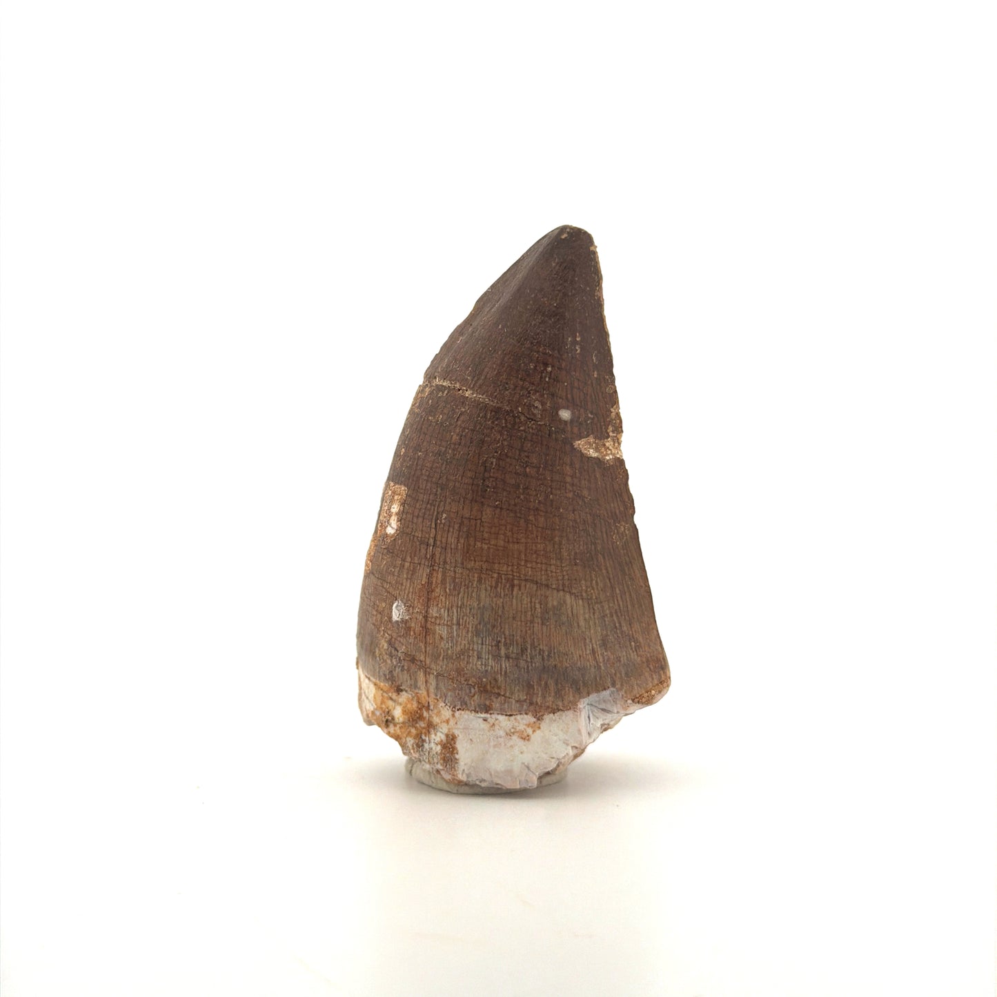 Mosasaur tooth fossil from Late Cretaceous, Morocco (2.42")