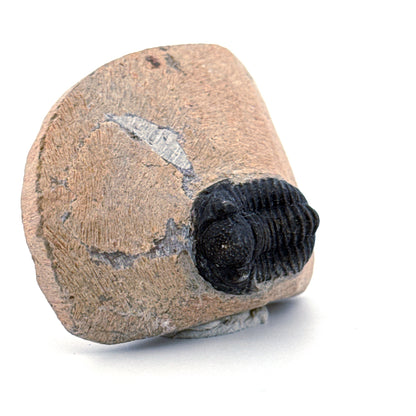 Gerastos granulosus Devonian Trilobite Fossil from Morocco (A022)