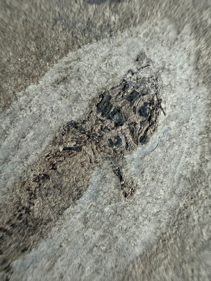 Permisch temnospondyle amfibiefossiel uit Duitsland | 1,53 inch