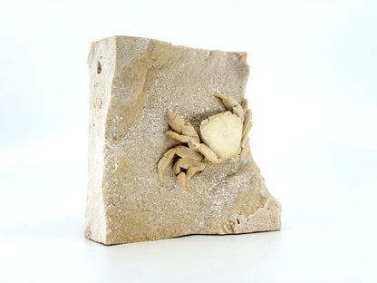 Exceptional Potamon Fossil Crab on Travertine Matrix (2.90") from Pleistocene, Turkey