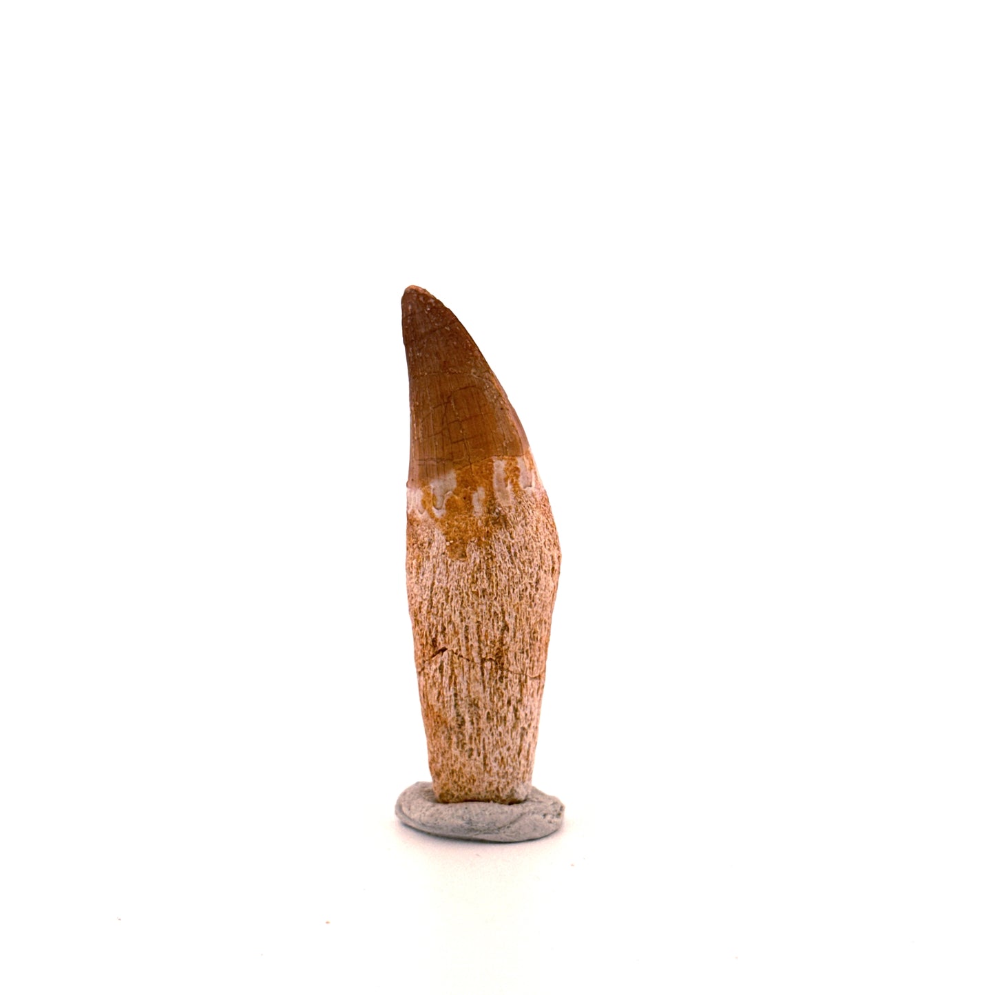 Mosasaurus tand met wortel uit het Laat-Krijt, Marokko (2.16 inch) 
