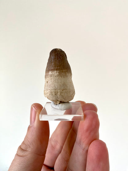 Moroccosuchus zennaroi Fossil tooth (1.76")