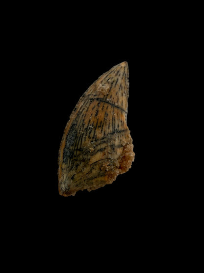 Fossiele tand van een Abelisauride dinosaurus uit Kem Kem, Marokko (0,56 inch)