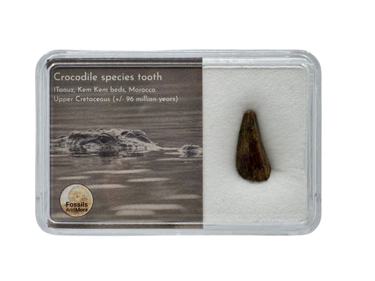 Krokodillentand van een krokodillensoort uit de Kem Kem-bedden, Marokko, in geschenkdoos