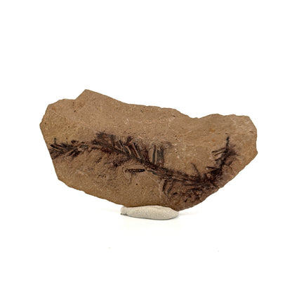 Metasequoia bladfossiel (2,25 inch) uit het Eoceen, Canada