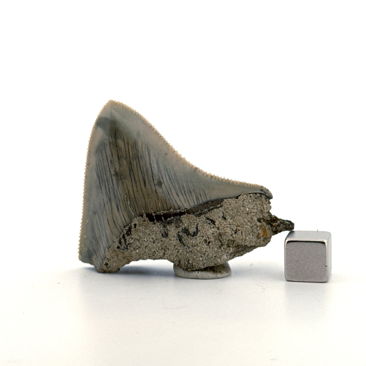 Megalodon Tandfragment uit Indonesië | 2,08 inch