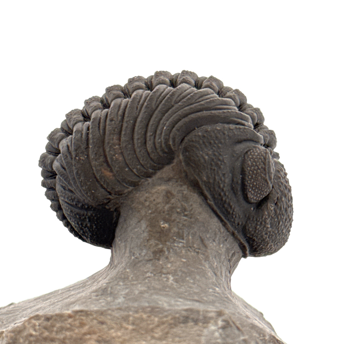 Large Devonian Phacopid Trilobite from Morocco | 2.90"