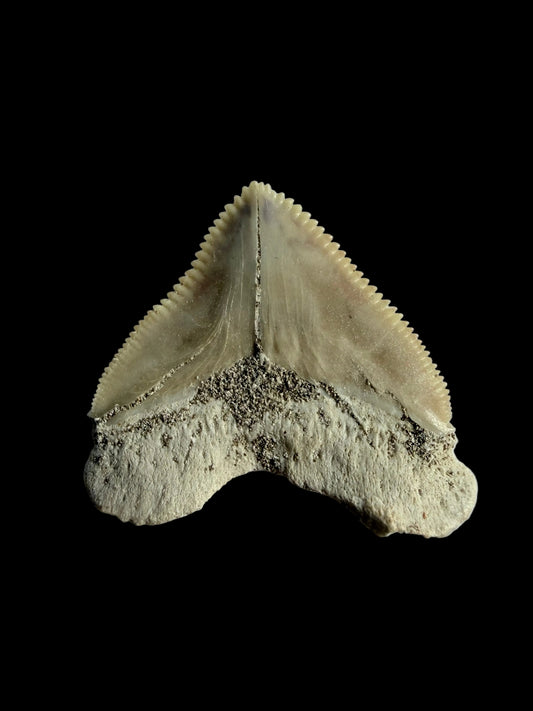 Squalicorax pristodontus shark tooth fossil from Morocco | 1.07"