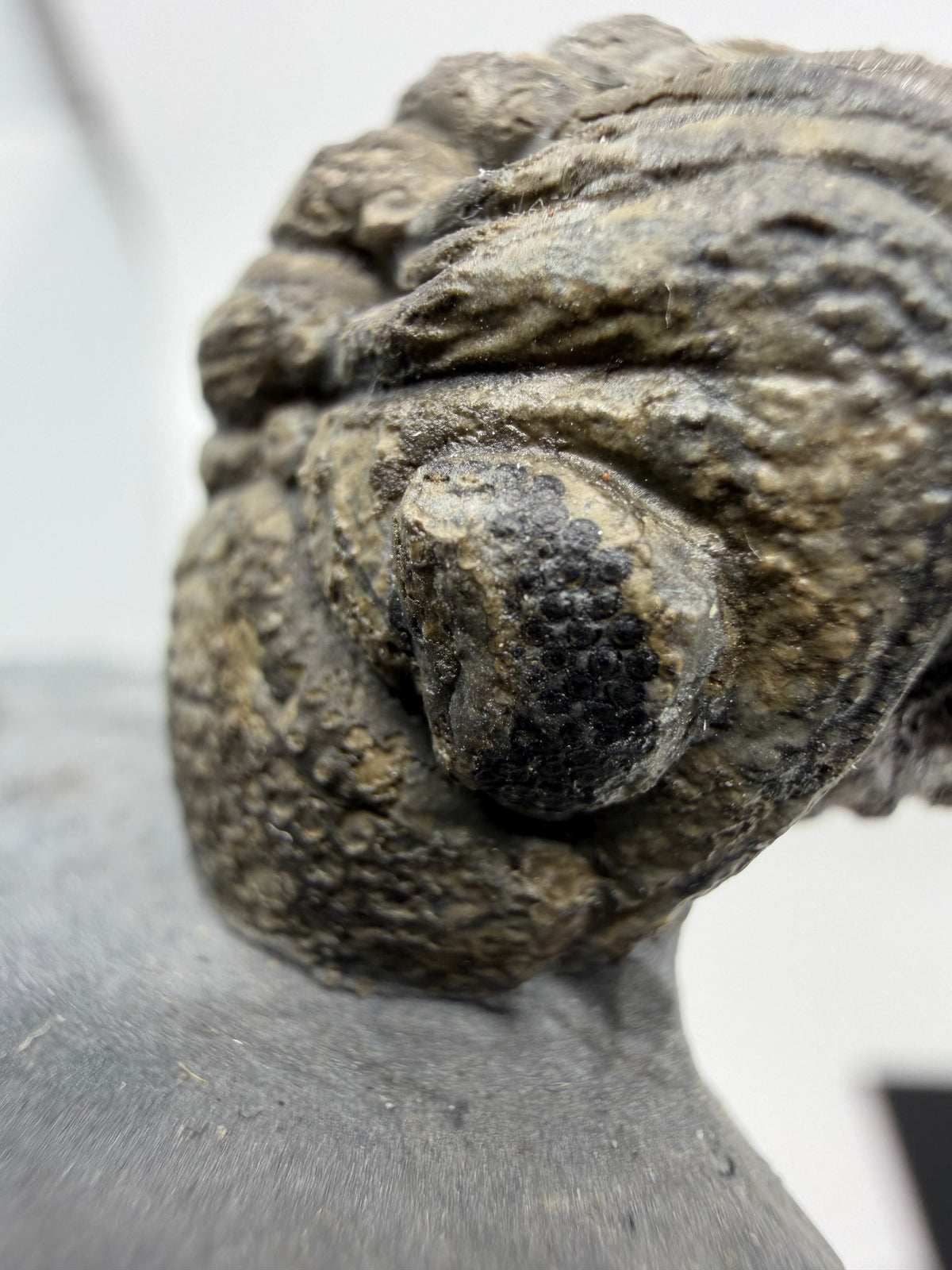 Devonian Phacopid Trilobite from Morocco | 2"