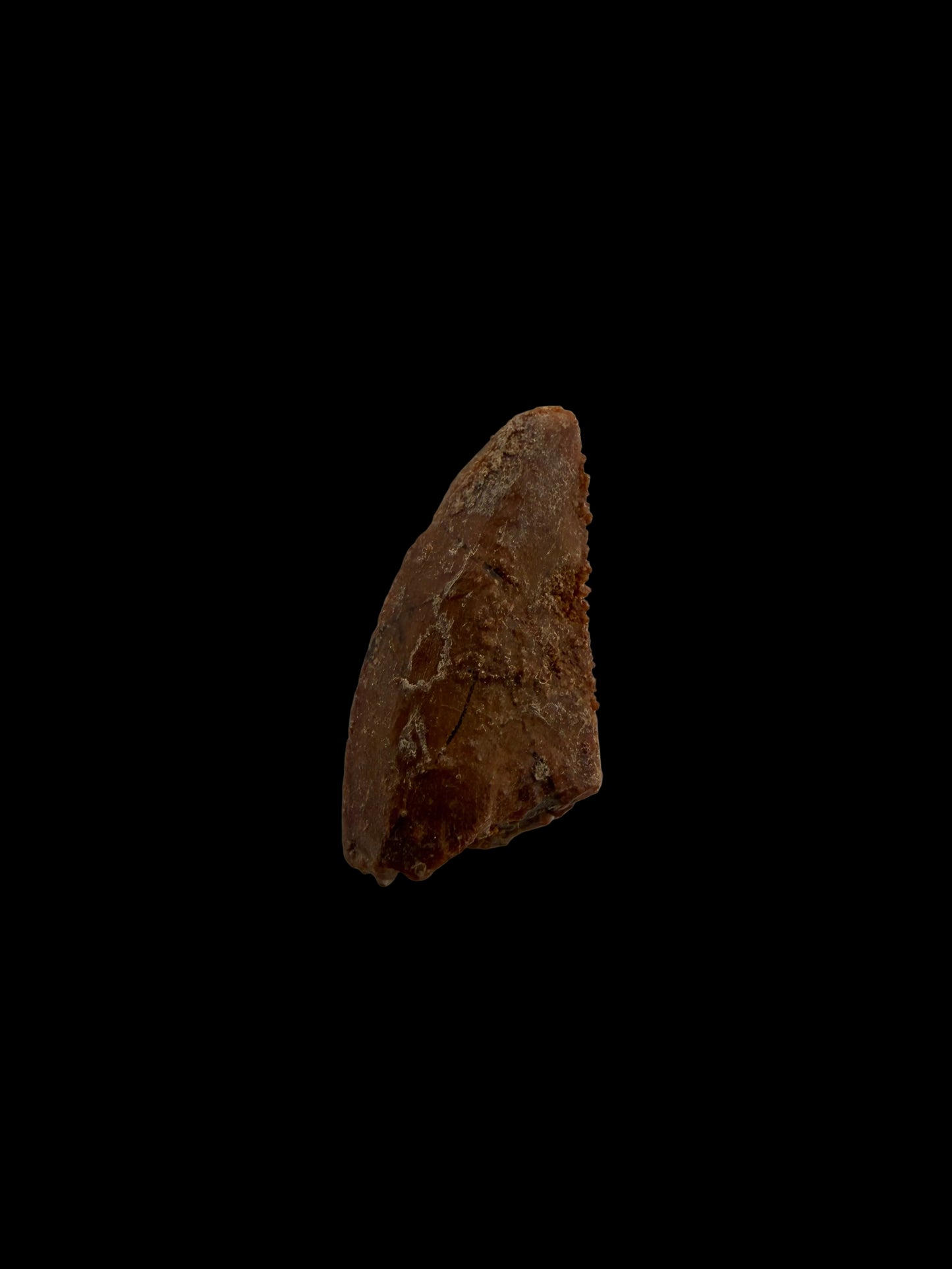 Fossiele tand van een Abelisauride dinosaurus uit Kem Kem, Marokko (0,50 inch)