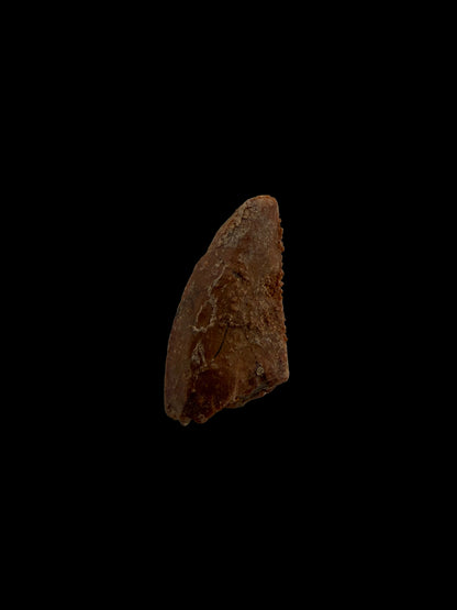 Fossiele tand van een Abelisauride dinosaurus uit Kem Kem, Marokko (0,50 inch)