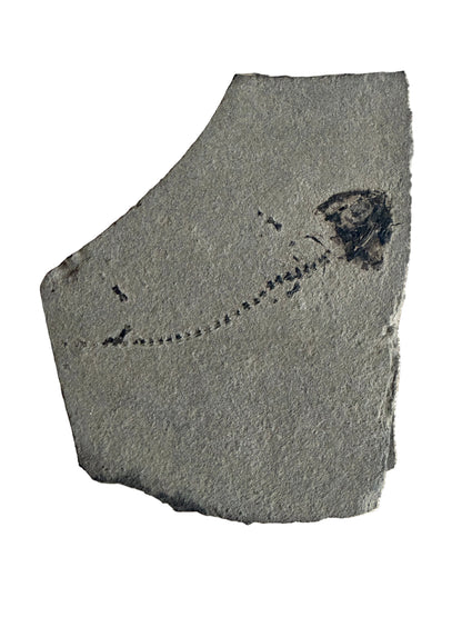 Permisch temnospondyle amfibiefossiel uit Duitsland | 1,73 inch