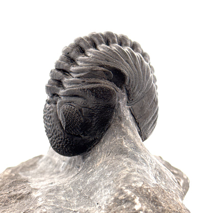 Large Devonian Phacopid Trilobite from Morocco | 3.10"