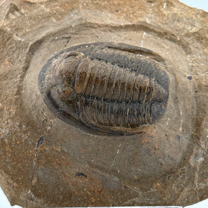 Devonian Proetid Trilobite from Morocco | 1.27"