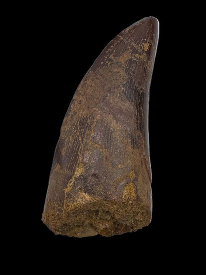 Carcharodontosaurus fossiele tand, Krijt dinosaurus tand uit Kem Kem Beds, Marokko (2,53 inch)