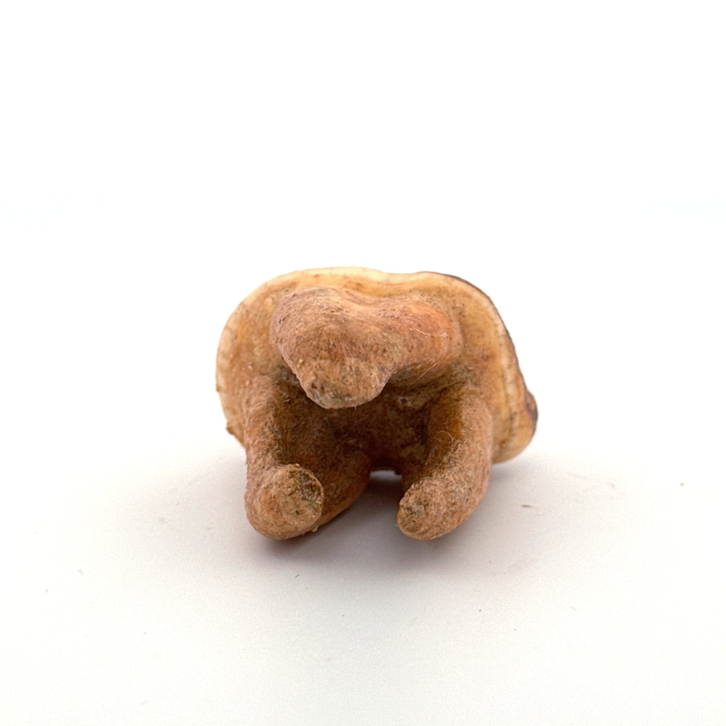 Holenbeer (Ursus spelaeus) kies uit het Pleistoceen, Roemenië (1,41 inch)