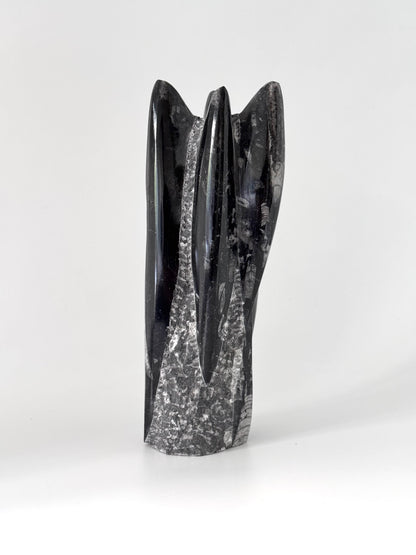 Orthoceras Cephalopod Fossil (+/- 9.00") - Devonian, Morocco