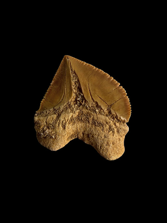 Squalicorax pristodontus shark tooth fossil from Morocco | 1.14"