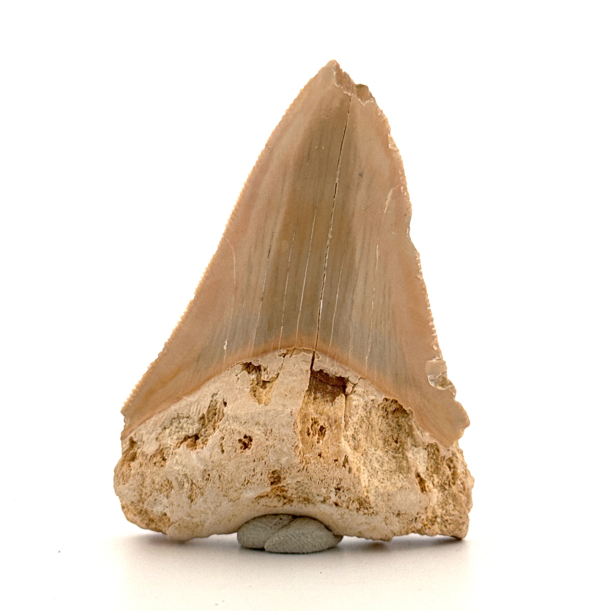 Megalodon Tandfragment uit Indonesië | 2,68 inch