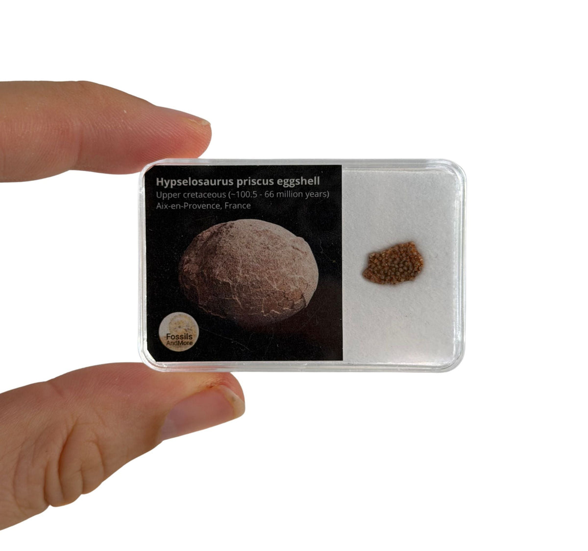 Megaloolithus Eggshell Fragment from Cretaceous, France
