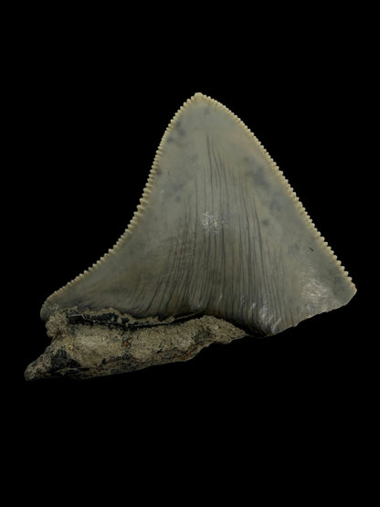 Megalodon Tandfragment uit Indonesië | 2,08 inch