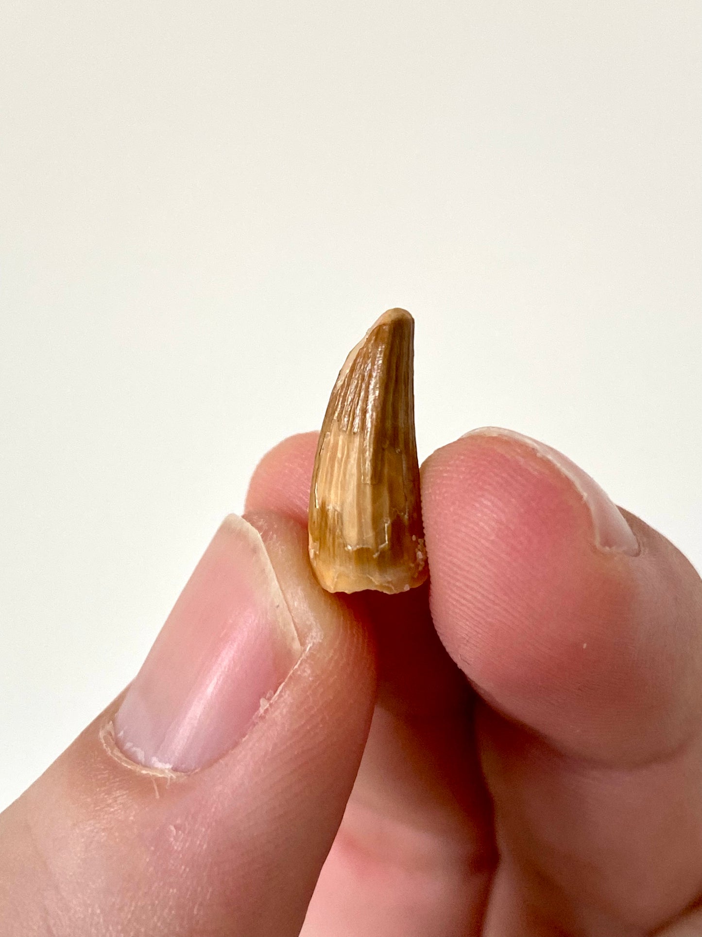 Fossiele tand van een krokodillensoort (0,67 inch) uit Marokko
