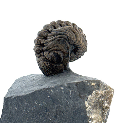 Devonian Phacopid Trilobite from Morocco | 2"