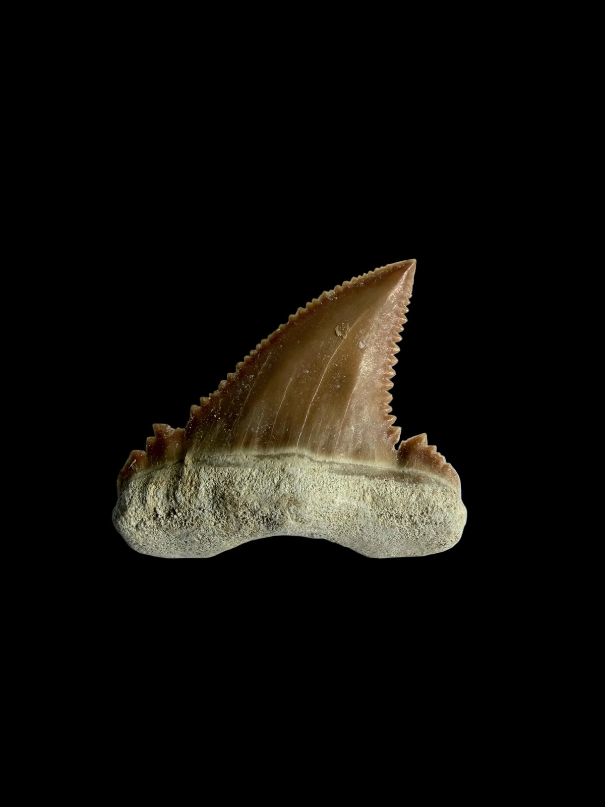 Palaeocarcharodon orientalis haaientand fossiel uit Marokko | 1,28 inch
