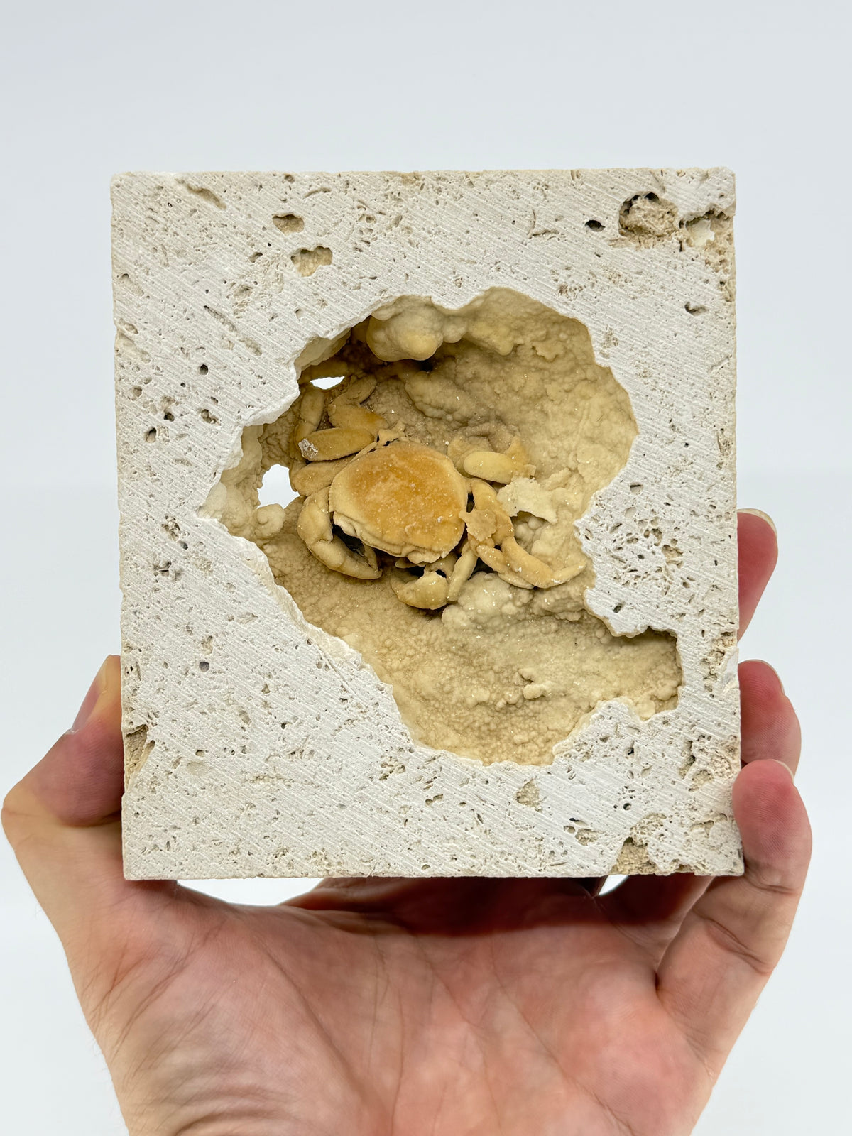 Exceptional Potamon Fossil Crab on Travertine Matrix (2.50") from Pleistocene, Turkey