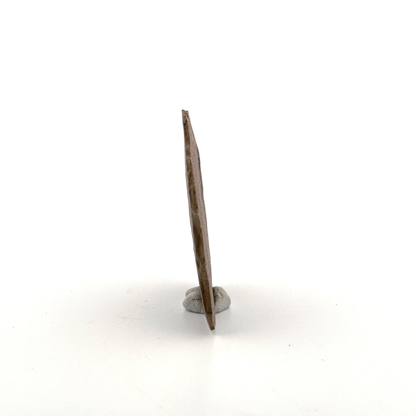 Metasequoia bladfossiel (0,82 inch) uit het Eoceen, Canada