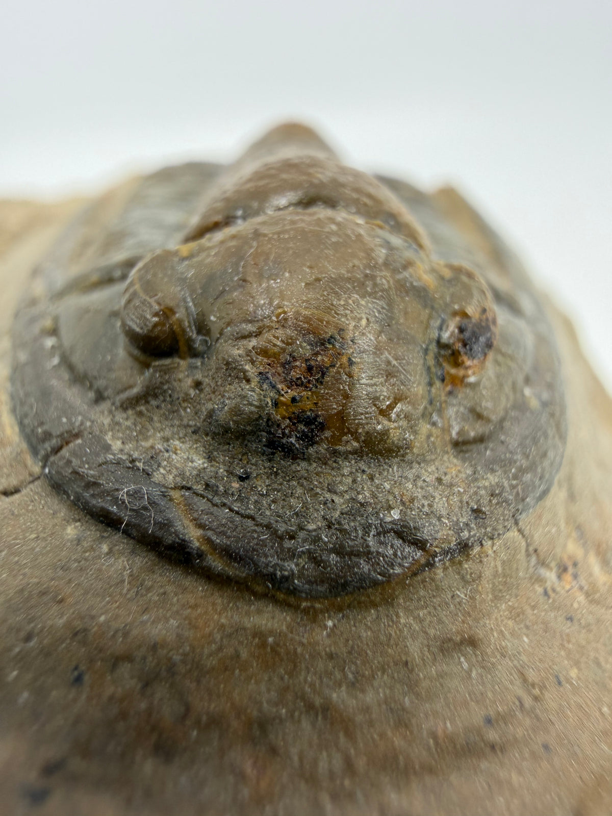 Devonian Proetid Trilobite from Morocco | 1.27"