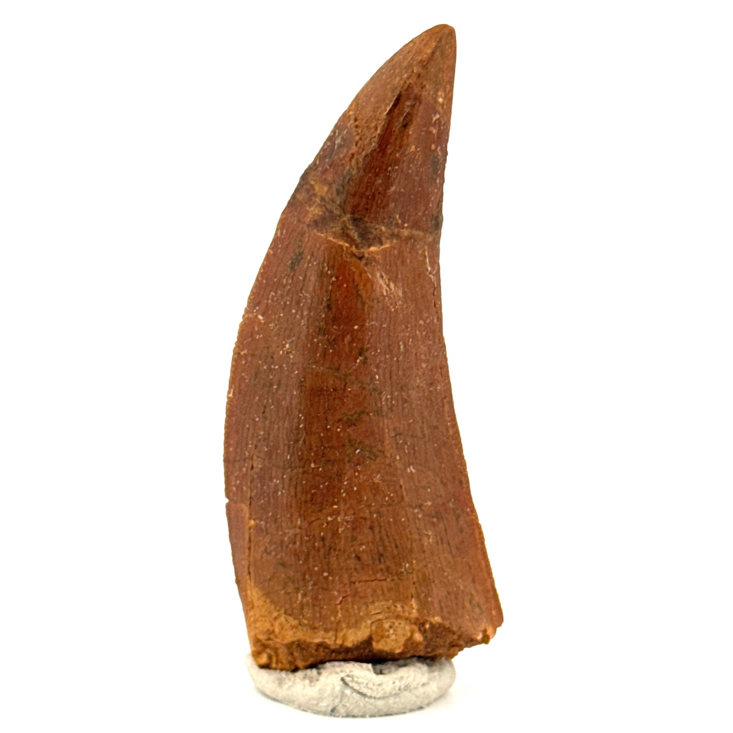 Carcharodontosaurus fossiele tand, Krijt dinosaurus tand uit Kem Kem Beds, Marokko (2,06 inch)