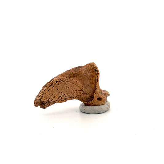Holenbeer klauw (Ursus spelaeus), distale falanx fossiel (1.52 inch) uit Pleistoceen, Roemenië