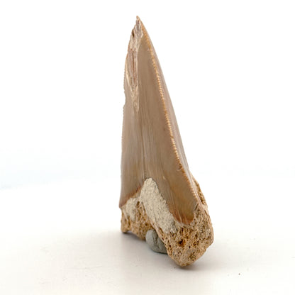 Megalodon Tandfragment uit Indonesië | 2,68 inch