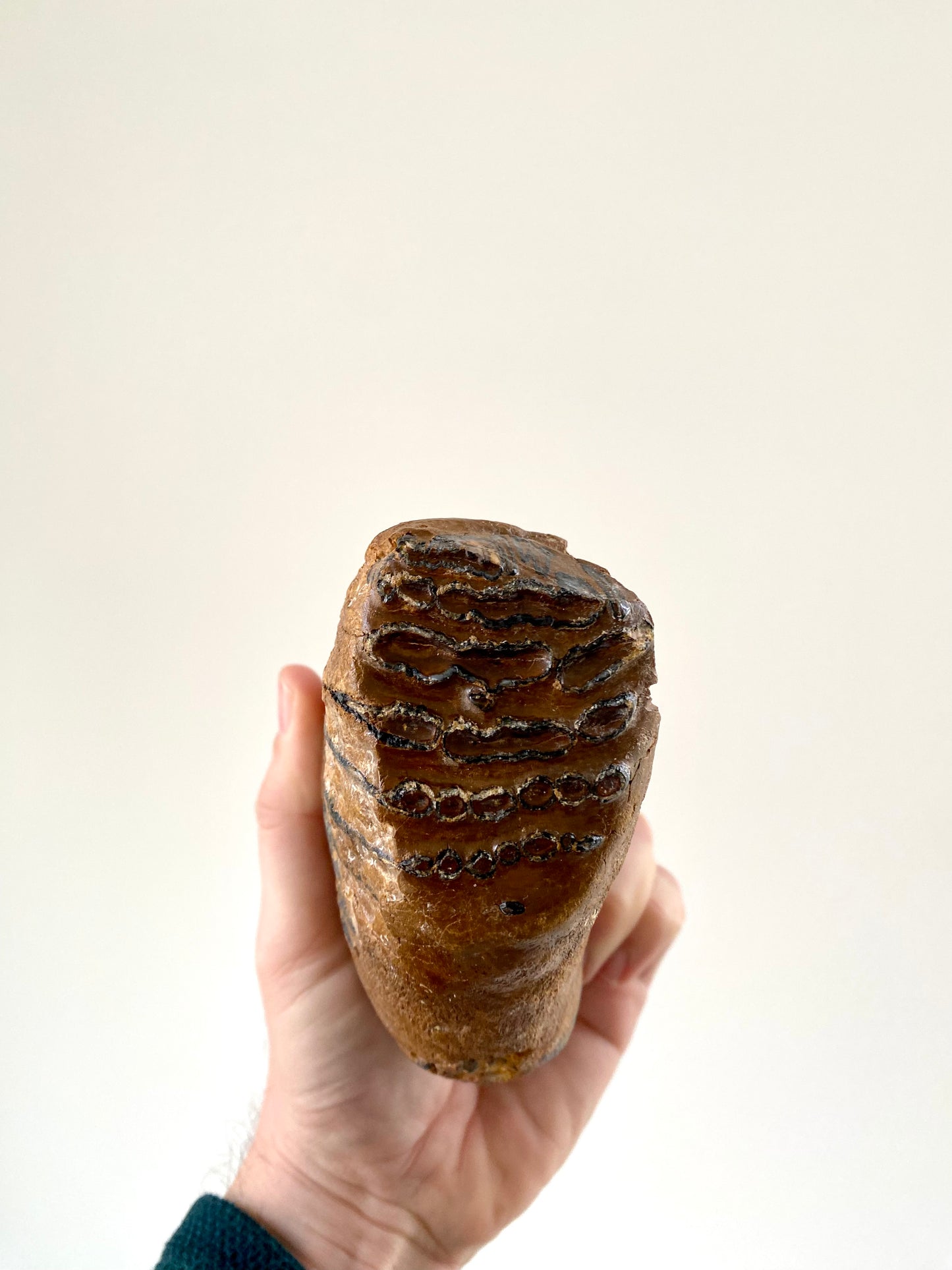 Mammoetkies Primigenius (5,50 inch) - Pleistoceen, Holland