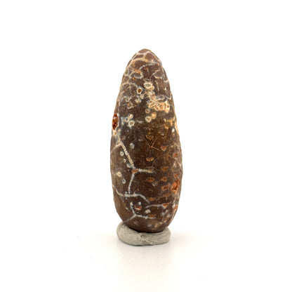 Fossiele Pijnappel, Equicalastrobus chinlea (2.14 inch) - Eoceen plantenfossiel uit Marokko
