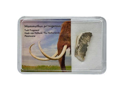 Wolharige Mammoet Slagtand Fragment uit Nederland in Gift Box