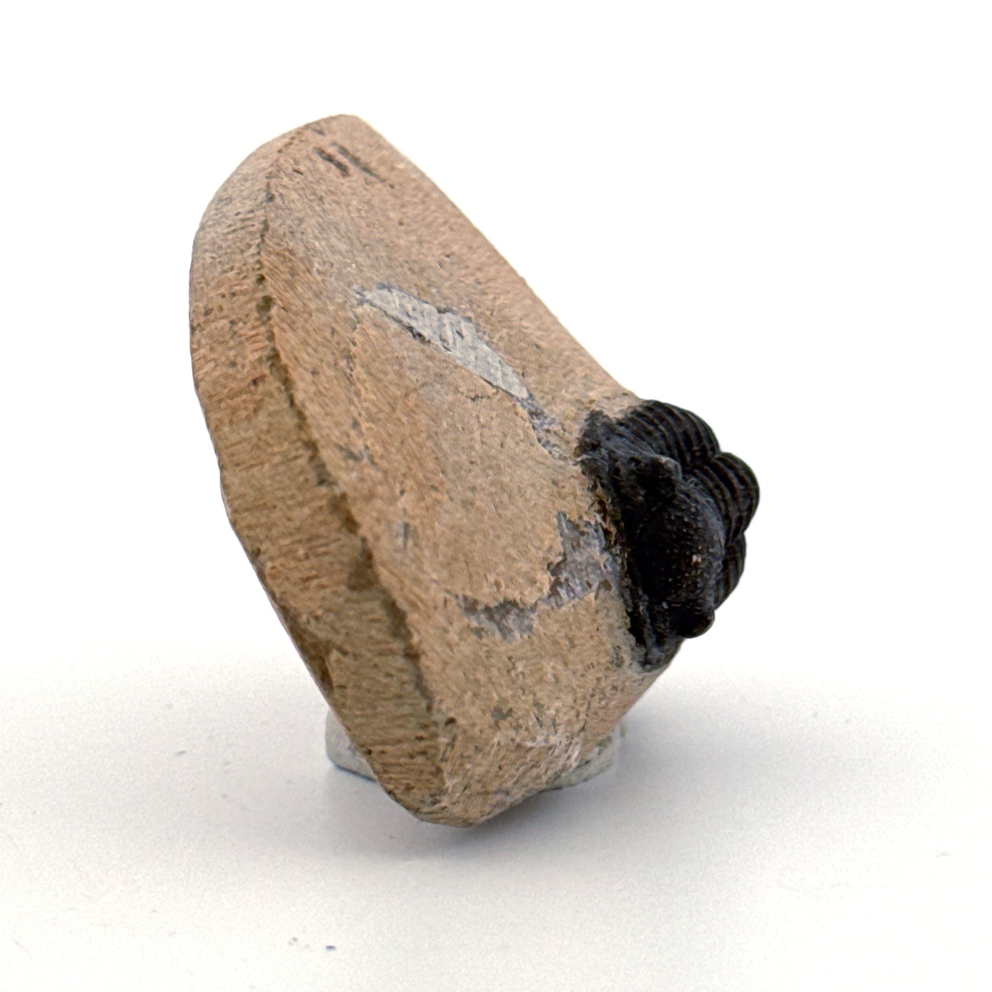 Gerastos granulosus Devonian Trilobite Fossil from Morocco (A022)