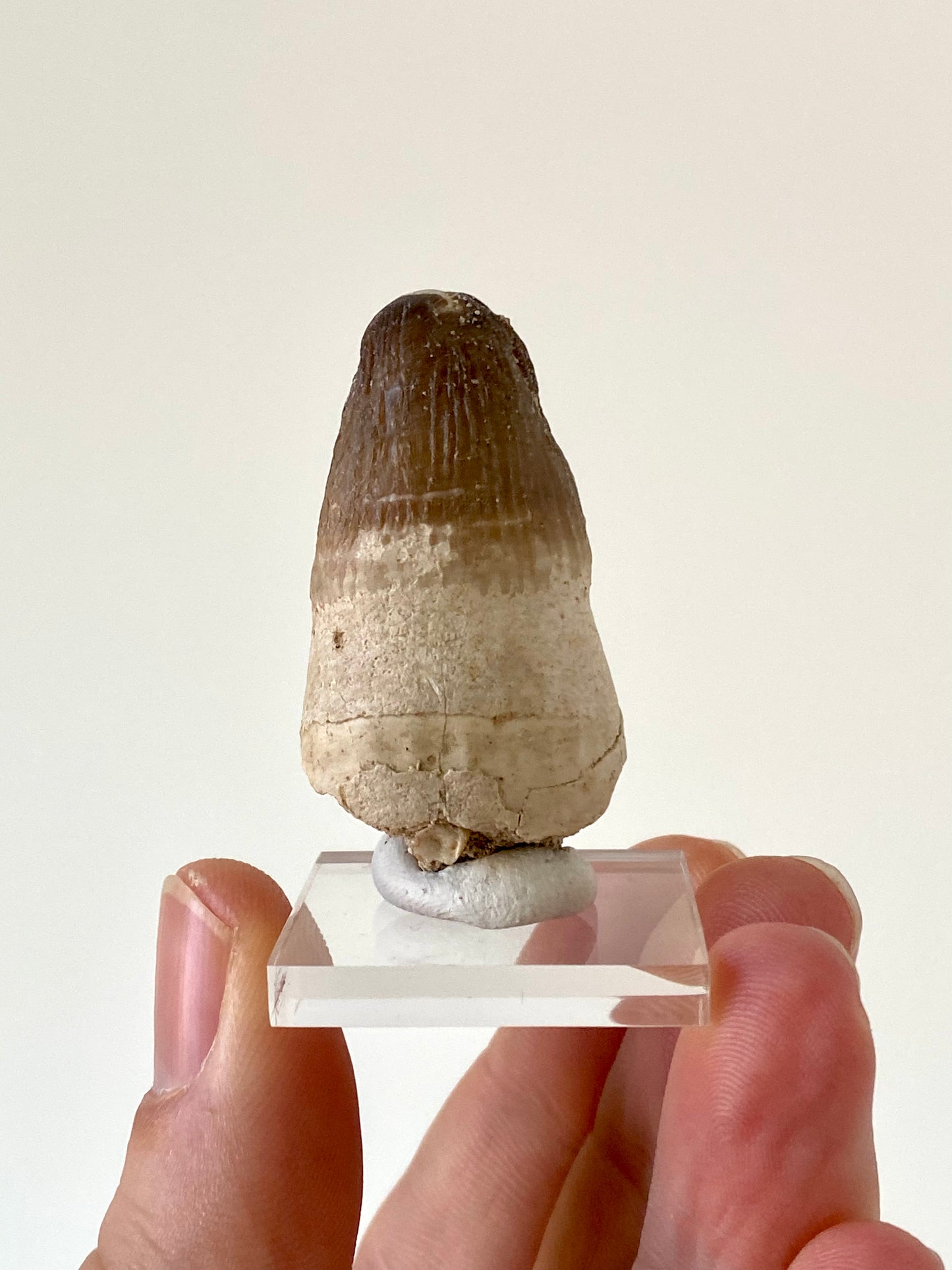 Moroccosuchus zennaroi Fossil tooth (1.76")