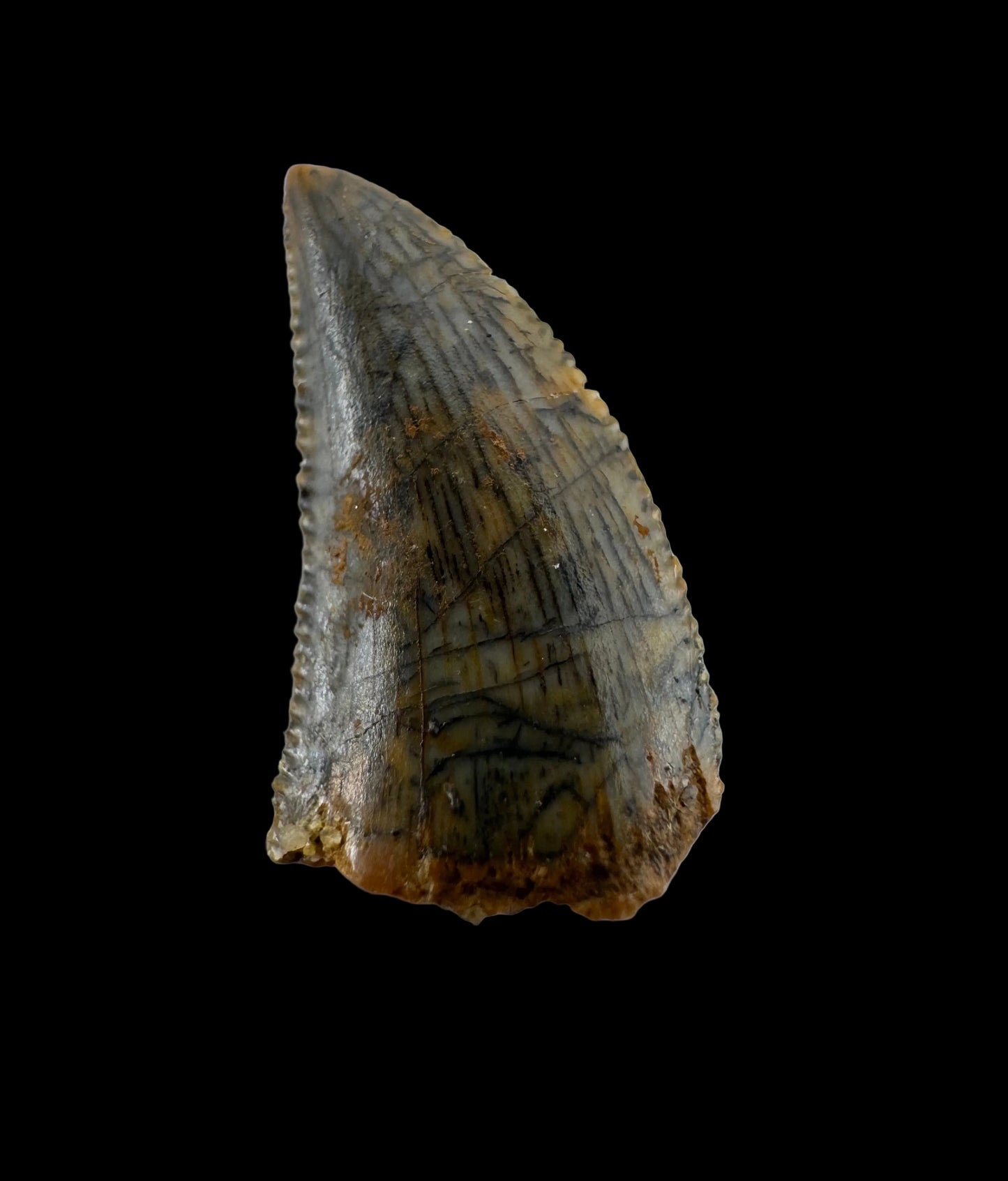 Fossiele tand van een Abelisauride dinosaurus uit Kem Kem, Marokko (0,54 inch)