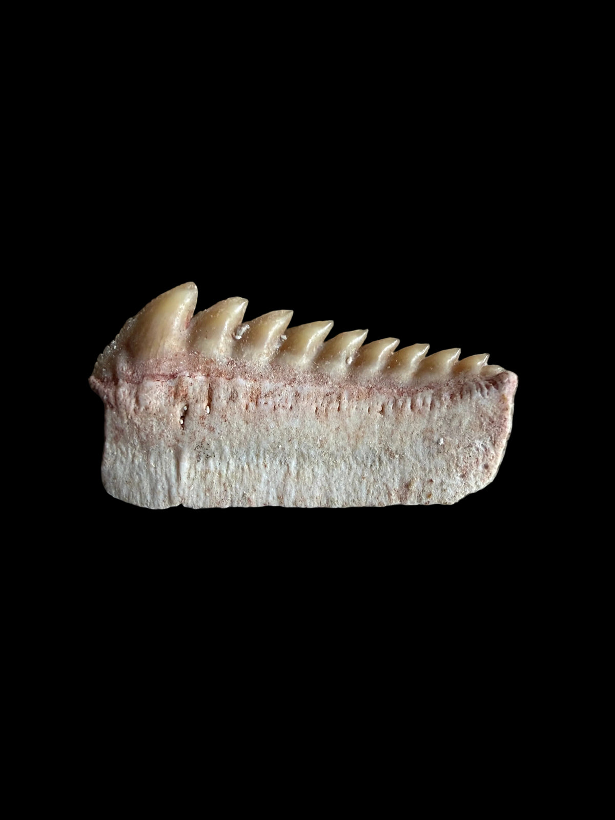 Rare Hexanchus microdon Fossil Shark Tooth