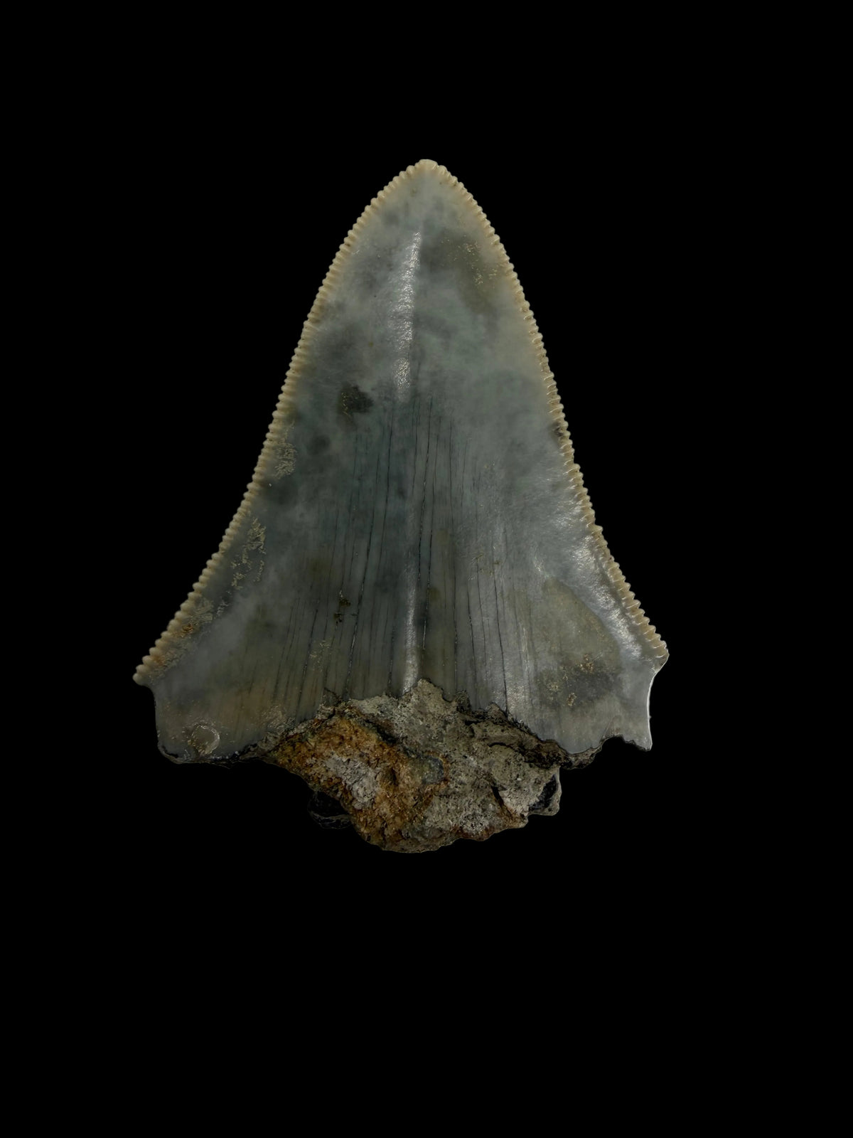 Megalodon Tandfragment uit Indonesië | 2,17 inch