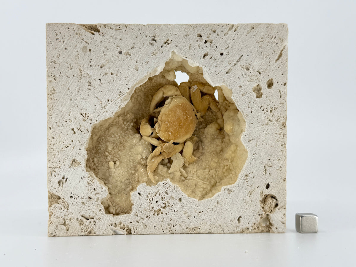 Exceptional Potamon Fossil Crab on Travertine Matrix (2.50") from Pleistocene, Turkey
